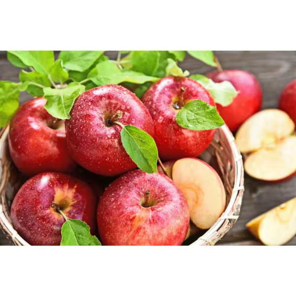 3 Ft. Honeycrisp Apple Tree with Large Delicioulsy Sweet Fruit Perfect for Eating Fresh - Image 2