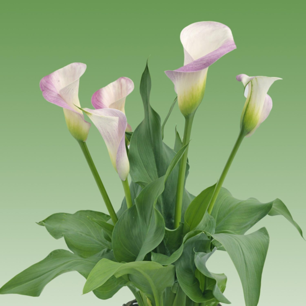 Pink Calla Lily Pink Melody | Pink Calla Lily Blooms - 3 Large Zantedeschia Flower Bulbs for Planting | Ships from  TM - Image 3