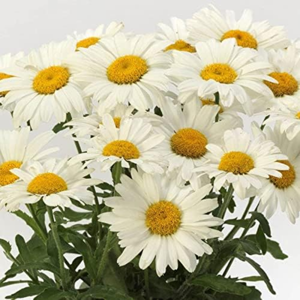 White Lion Shasta Daisy Seeds, Classic Heavy Blooming, Pack of 25 Seeds - Image 2