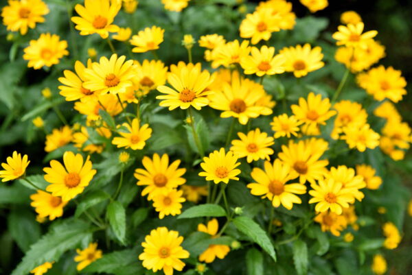 100 Swamp Sunflower Plant Seeds, Attracts Bees and Butterflies - Image 6
