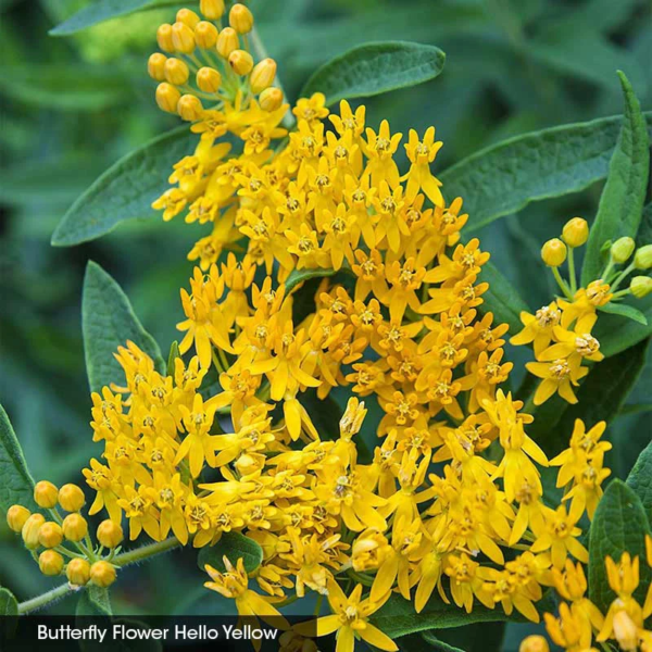 Native Milkweed Selections - Image 4