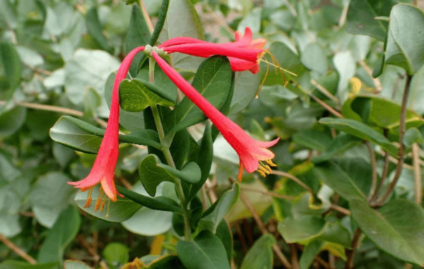 Major Wheeler Honeysuckle Live Shrub - Image 2