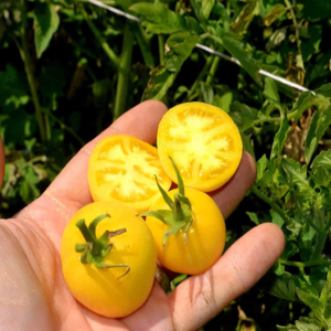 Tomato Garden Seeds - Garden Peach - 0.25 Oz - Non-Gmo, Heirloom, Vegetable Gardening Seed