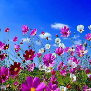 350 Cosmos Sensation Flower Seed, Attracts Bees and Butterflies