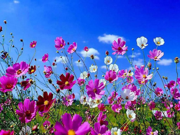 350 Cosmos Sensation Flower Seed, Attracts Bees and Butterflies
