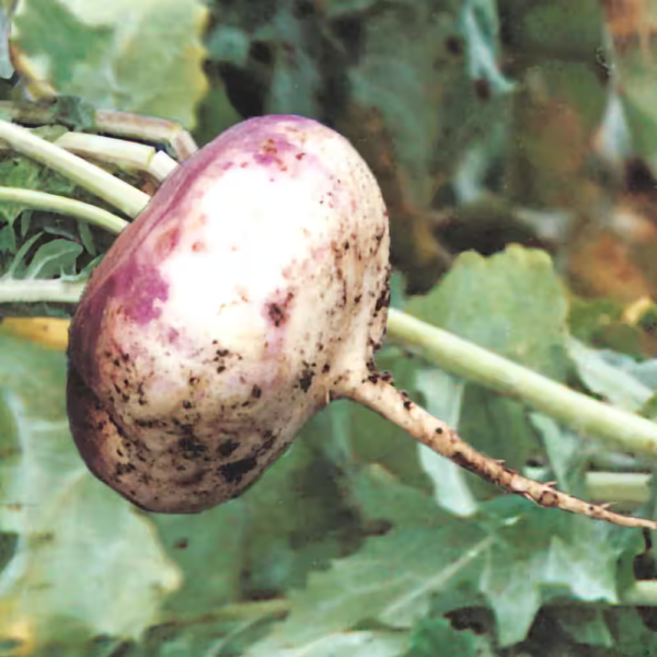 Turnip Purple Top White Globe 15 Ft. Seed Tape - Image 3