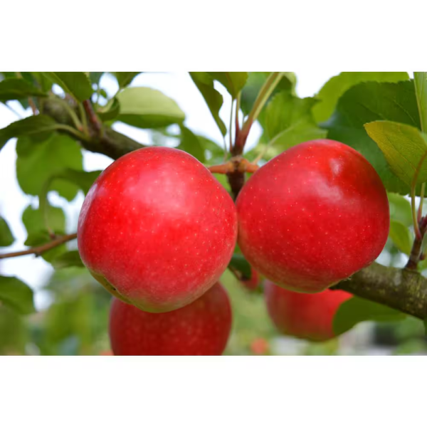 3-In-1 Apple Jubilee Tree Bare Root - Image 3
