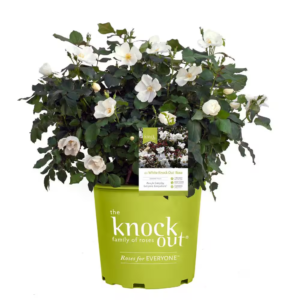 2 Gal. White  Rose Bush with White Flowers