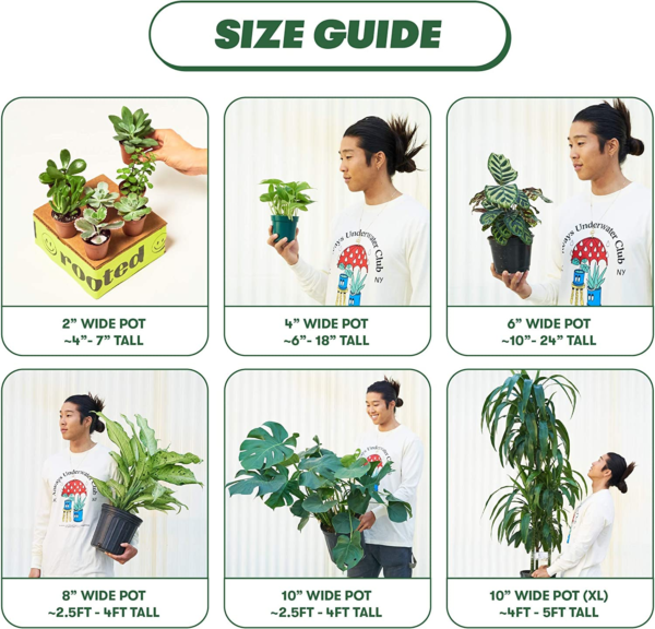 Chinese Money Plant, Pilea Peperomioides, Live, Live Indoor, Home Decor, Easy to Grow, Easy to Care, Outdoor Garden and Low Maintenance Houseplant (4") - Image 7