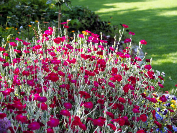 200 Organic Rose Campion Flower Seeds, Magenta Silver Catchfly - Image 9
