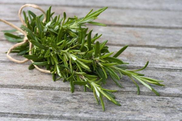 Seeds - Rosemary Seeds - Heirloom Non-Gmo Seeds with Easy to Follow Instructions 97% Germination Rate (Single Pack) - Image 6