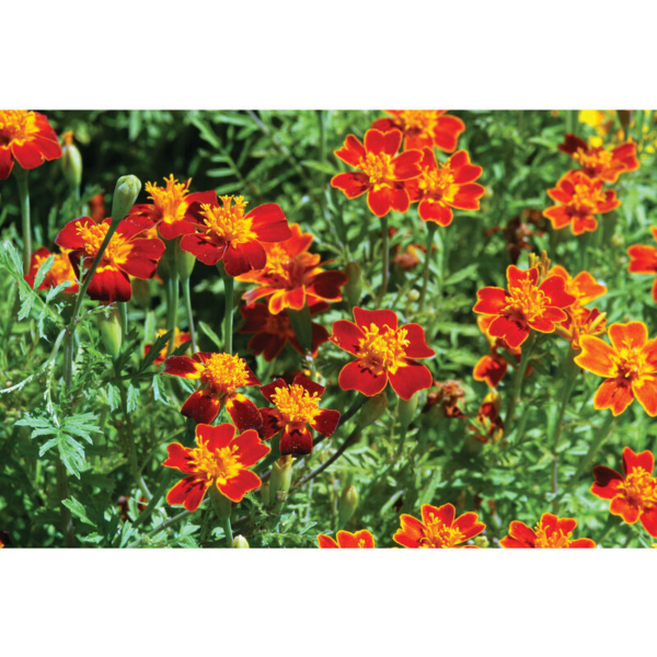 Flower Seeds - Non GMO -Variety Packs -Fresh -USA Grown Seeds - Image 71