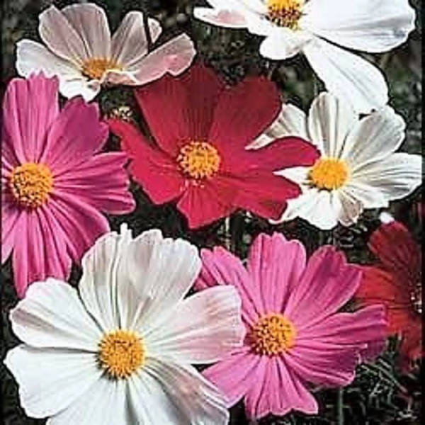 350 Cosmos Sensation Flower Seed, Attracts Bees and Butterflies - Image 10