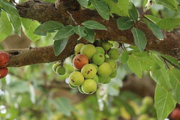 Tropical Fig Tree Seeds - Cluster Fig -20 Seeds - Bonsai or Standard- Rugged Bark Cluster Fig-See Listing Below- Ficus Racemosa - Image 2