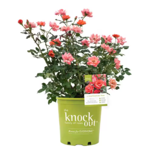 2 Gal. Coral  Rose Bush with Brick Orange to Pink Flowers
