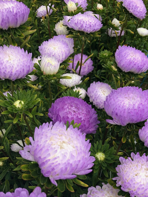 Flower Seeds - Non GMO -Variety Packs -Fresh -USA Grown Seeds - Image 36