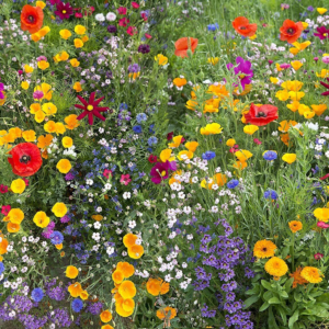 Hummingbird and Butterfly Wildflower Mix, 17 Stunning Species, FREE SHIPPING