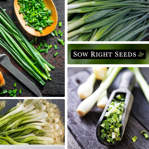- Heshiko Japanese Bunching Green Onion Seeds for Planting - Non-Gmo Heirloom - Instructions to Plant and Grow a Kitchen Garden Indoors or Outdoors - Mild Onion Flavor for Cooking (3) - Image 5