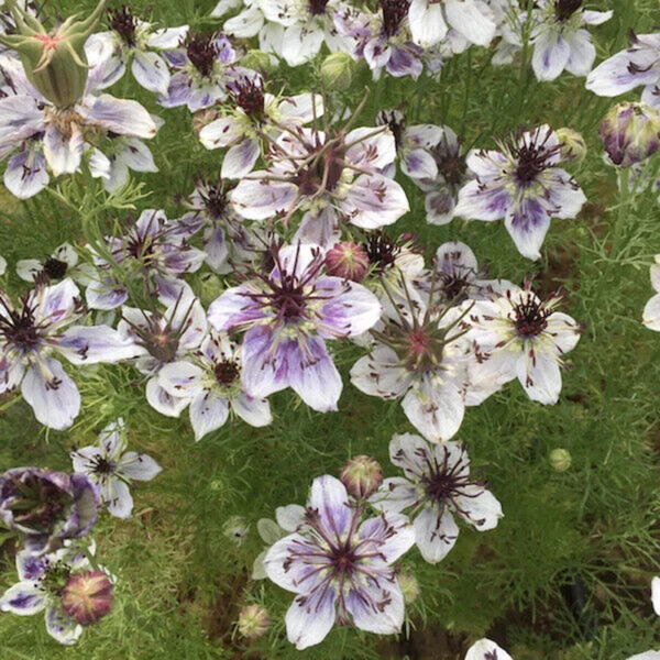 Flower Seeds - Non GMO -Variety Packs -Fresh -USA Grown Seeds - Image 98