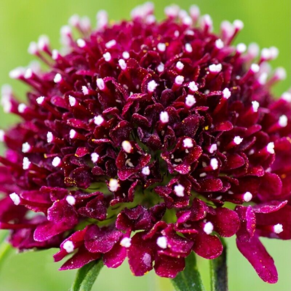 Flower Seeds - Non GMO -Variety Packs -Fresh -USA Grown Seeds - Image 79