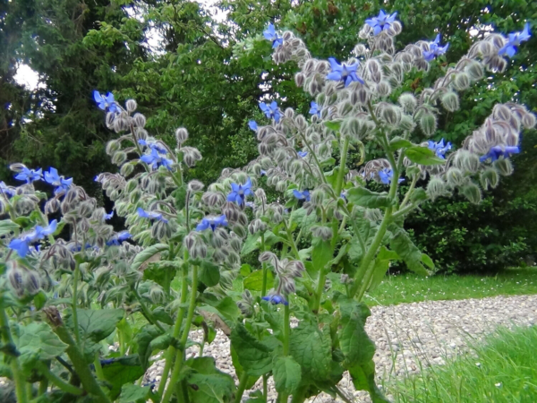 Flower Seeds - Non GMO -Variety Packs -Fresh -USA Grown Seeds - Image 17