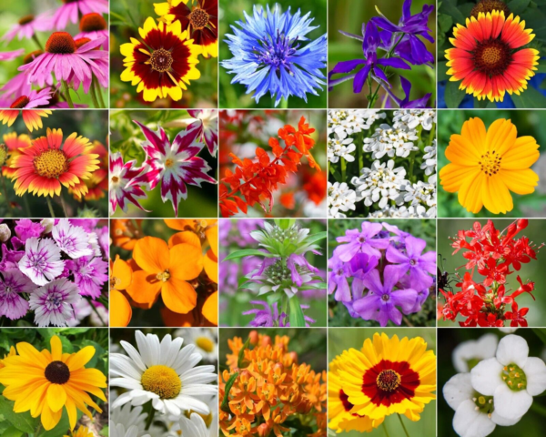 Hummingbird and Butterfly Wildflower Mix, 17 Stunning Species, FREE SHIPPING - Image 2