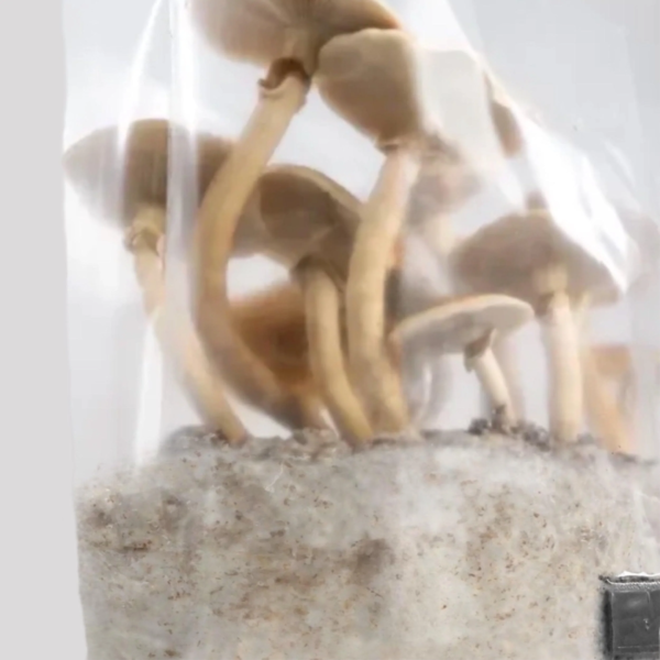 'Shroomtek' + Spore Boostr All-In-One Mushroom Grow Bag - Image 7
