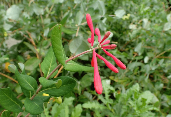 Major Wheeler Honeysuckle Live Shrub - Image 4