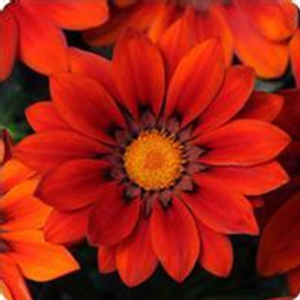 New Day Series Gazania Flower Garden Seeds - Red Shades - 100 Seeds - Annual Flower Gardening Seeds - Gazania Splendens