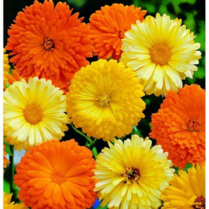 Calendula Pacific Beauty Seeds Mix, Pot Marigold, Variety Sizes, FREE SHIPPING