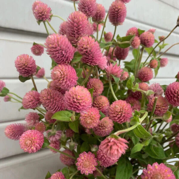 Flower Seeds - Non GMO -Variety Packs -Fresh -USA Grown Seeds - Image 109