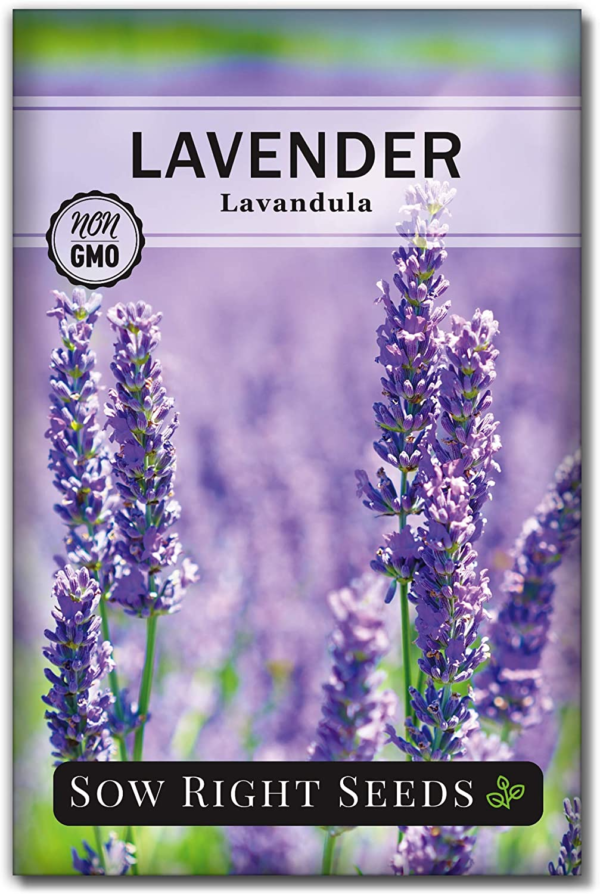 - English Lavender Seeds for Planting - Non-Gmo Heirloom Packet with Instructions to Grow Beautiful Indoor or Outdoor Herb Garden - Attract Pollinators - Perennial Purple Blooms (1)