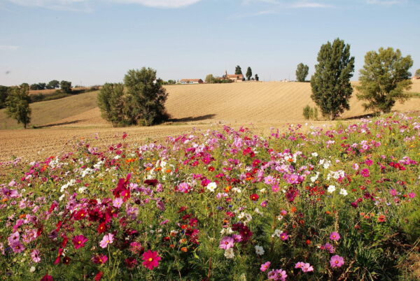 350 Cosmos Sensation Flower Seed, Attracts Bees and Butterflies - Image 6