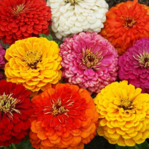 ZINNIA DAHLIA FLOWERED MIX SEEDS 100+ GARDEN Bees BIRDS Annual Free Shipping