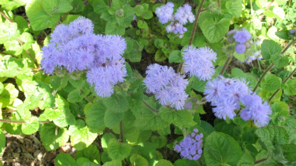 Flower Seeds - Non GMO -Variety Packs -Fresh -USA Grown Seeds - Image 120