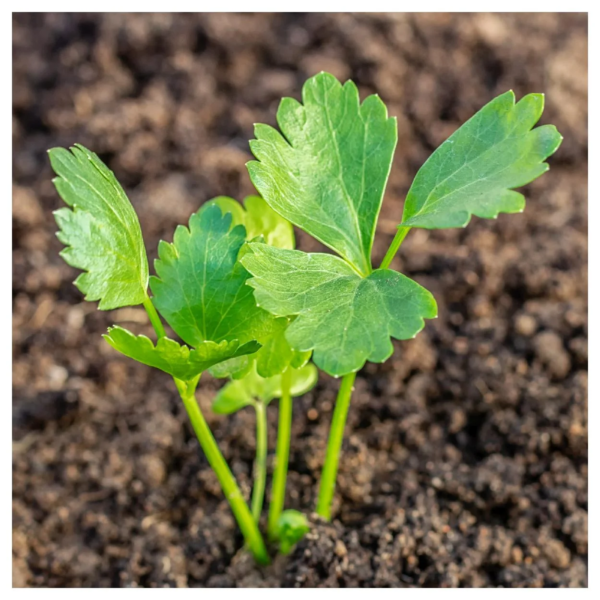 - 2000 Tall Utah 52-70 Celery Seeds - Gold Vault Jumbo Bulk Seed Packet - Image 5