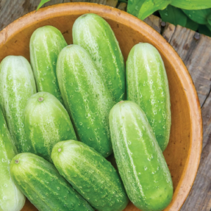 'Picklebush' Pickling Cucumber Seeds, 50 Non-Gmo Seeds, Container Friendly,  Exclusive