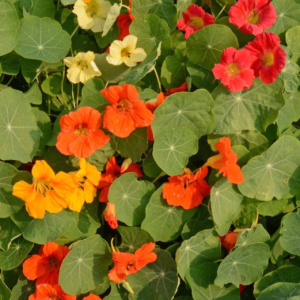 Nasturtium - Single Mix, 50 Seeds per Packet, Non-Gmo