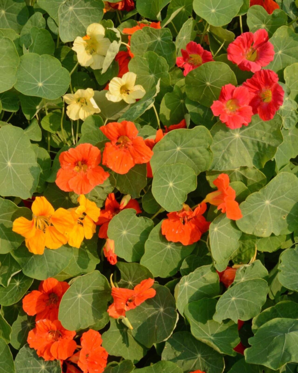 Nasturtium - Single Mix, 50 Seeds per Packet, Non-Gmo