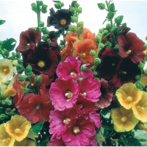 100+ Hollyhock Flower Seeds, Mixed Colors Long Blooming