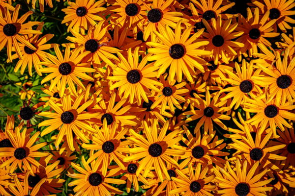 2000 BLACK EYED SUSAN Rudbeckia Hirta Yellow Heirloom Native Flower Seeds - Image 7