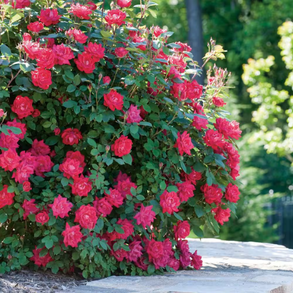 1 Gal. Red Double  Rose Bush with Red Flowers - Image 11
