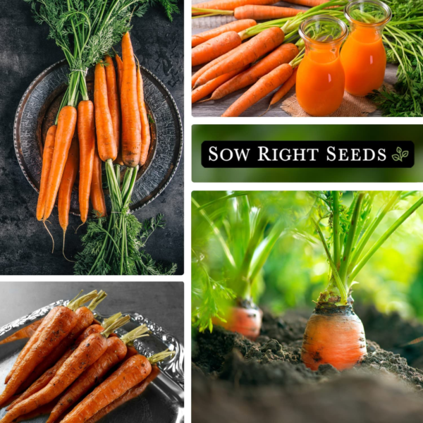 - Imperator 58 Carrot Seed for Planting - Non-Gmo Heirloom Packet with Instructions to Plant a Home Vegetable Garden - Indoors or Outdoors - Long Variety, Super Sweet (1) - Image 4