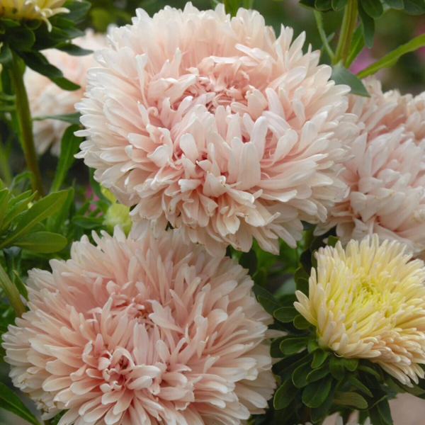 Flower Seeds - Non GMO -Variety Packs -Fresh -USA Grown Seeds - Image 89