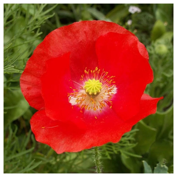 - 1 Lb Red Poppy Garden Flower Seeds - Gold Vault Bulk Seed Packet - Image 4