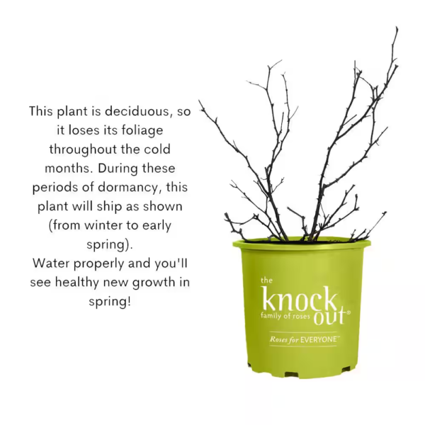 1 Gal. Red Double  Rose Bush with Red Flowers - Image 8