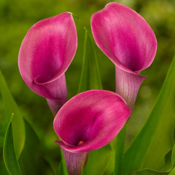 Calla Lily 'Garnet Glow' Plant Bulbs (3 Pack) - Bright Pink Flowering Blooms in Summer Gardens - Image 4