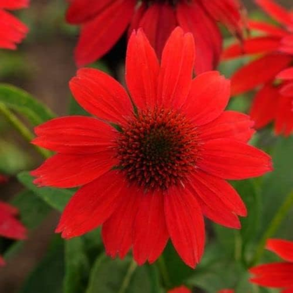Red Coneflower Seeds - 600+ Echinacea Seeds for Planting - Heirloom, Non-Gmo Seeds - Image 2