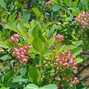 (1) - Pink Popcorn® Blueberry - Starter Plant (4M) (1 Live Plant)…