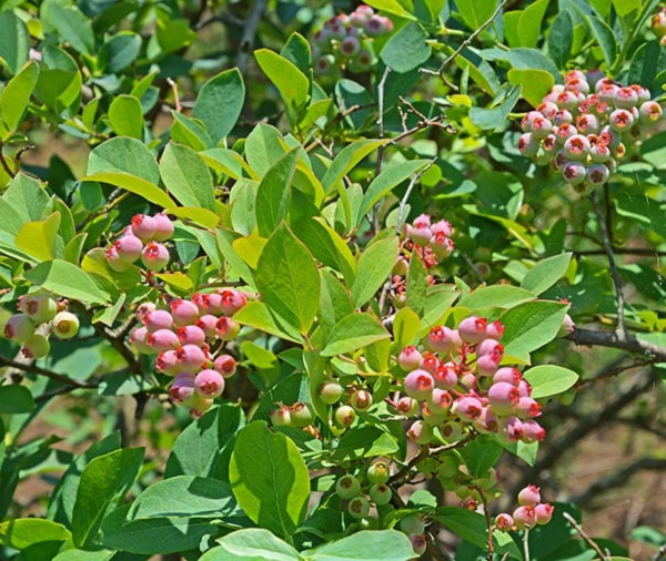 (1) - Pink Popcorn® Blueberry - Starter Plant (4M) (1 Live Plant)…